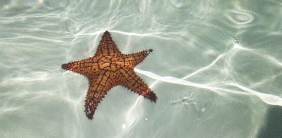 starfish